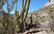 Anteprima di Echinopsis tacaquirensis