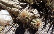 Anteprima di Echinopsis tacaquirensis