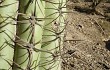 Anteprima di Echinopsis tacaquirensis