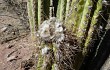 Anteprima di Echinopsis tacaquirensis