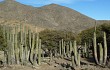 Anteprima di Echinopsis tacaquirensis