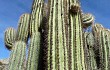 Anteprima di Echinopsis tacaquirensis