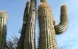 Anteprima di Echinopsis tacaquirensis