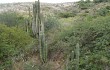 Anteprima di Echinopsis tacaquirensis