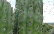 Anteprima di Echinopsis tacaquirensis