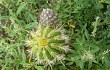 Anteprima di Echinopsis tacaquirensis