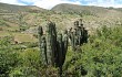 Anteprima di Echinopsis tacaquirensis