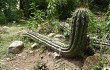 Anteprima di Echinopsis tacaquirensis