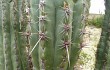 Anteprima di Echinopsis tacaquirensis