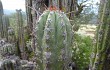 Anteprima di Echinopsis tacaquirensis