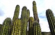 Anteprima di Echinopsis tacaquirensis