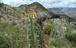 Anteprima di Echinopsis tacaquirensis