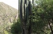 Anteprima di Echinopsis pasacana