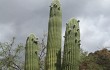 Preview photo Echinopsis pasacana