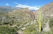 Vista previa de Echinopsis pasacana