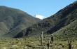 Vista previa de Echinopsis pasacana