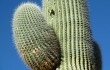 Preview photo Echinopsis pasacana