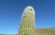 Preview photo Echinopsis pasacana