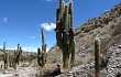 Vista previa de Echinopsis pasacana