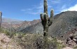 Anteprima di Echinopsis pasacana