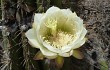 Anteprima di Echinopsis pasacana