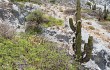 Anteprima di Echinopsis pasacana