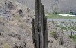 Vista previa de Echinopsis pasacana