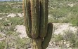 Vista previa de Echinopsis terscheckii