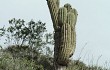 Preview photo Echinopsis terscheckii