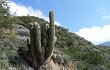 Vista previa de Echinopsis terscheckii