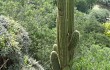 Anteprima di Echinopsis terscheckii