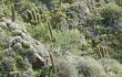 Anteprima di Echinopsis terscheckii