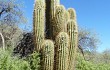 Preview photo Echinopsis terscheckii