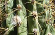 Anteprima di Echinopsis terscheckii