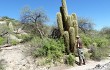 Anteprima di Echinopsis terscheckii