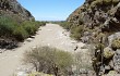 Vista previa de Echinopsis terscheckii