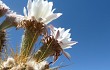 Vista previa de Echinopsis terscheckii