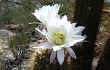 Anteprima di Echinopsis terscheckii