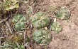 Preview photo Gymnocalycium denudatum