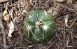 Preview photo Gymnocalycium denudatum