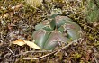 Preview photo Gymnocalycium denudatum