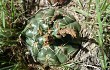 Vista previa de Gymnocalycium denudatum