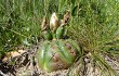 Anteprima di Gymnocalycium denudatum