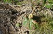 Vista previa de Gymnocalycium denudatum