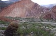 Vista previa de Gymnocalycium saglionis