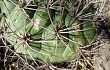 Anteprima di Gymnocalycium saglionis