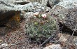 Anteprima di Gymnocalycium saglionis