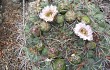 Anteprima di Gymnocalycium saglionis