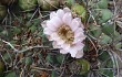 Anteprima di Gymnocalycium saglionis