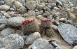 Vista previa de Gymnocalycium saglionis